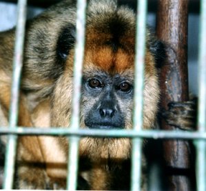Tráfico de animais ameaça preservação ambiental