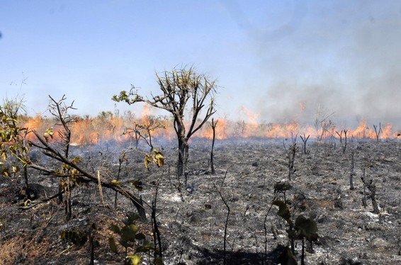 Agronegócio e mineração aumentam desmatamento na Amazônia e Cerrado