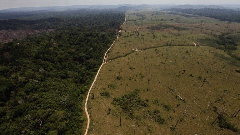 Política ambiental do governo Bolsonaro representa um ataque à Biodiversidade