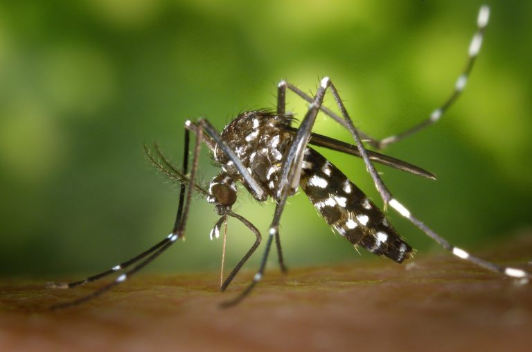 Casos de Chikungunya Aumentam em 121% no Rio Grande do Norte