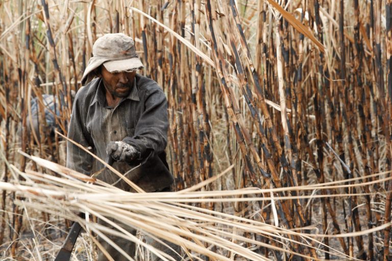 Indústria da cana-de-açúcar aumenta lucros com trabalho escravo