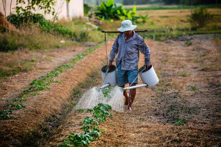 Diário do interior: a juventude e o trabalho na agricultura familiar