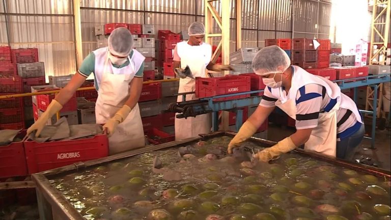 Tarifaço de Trump pode prejudicar mercado de frutas em Petrolina